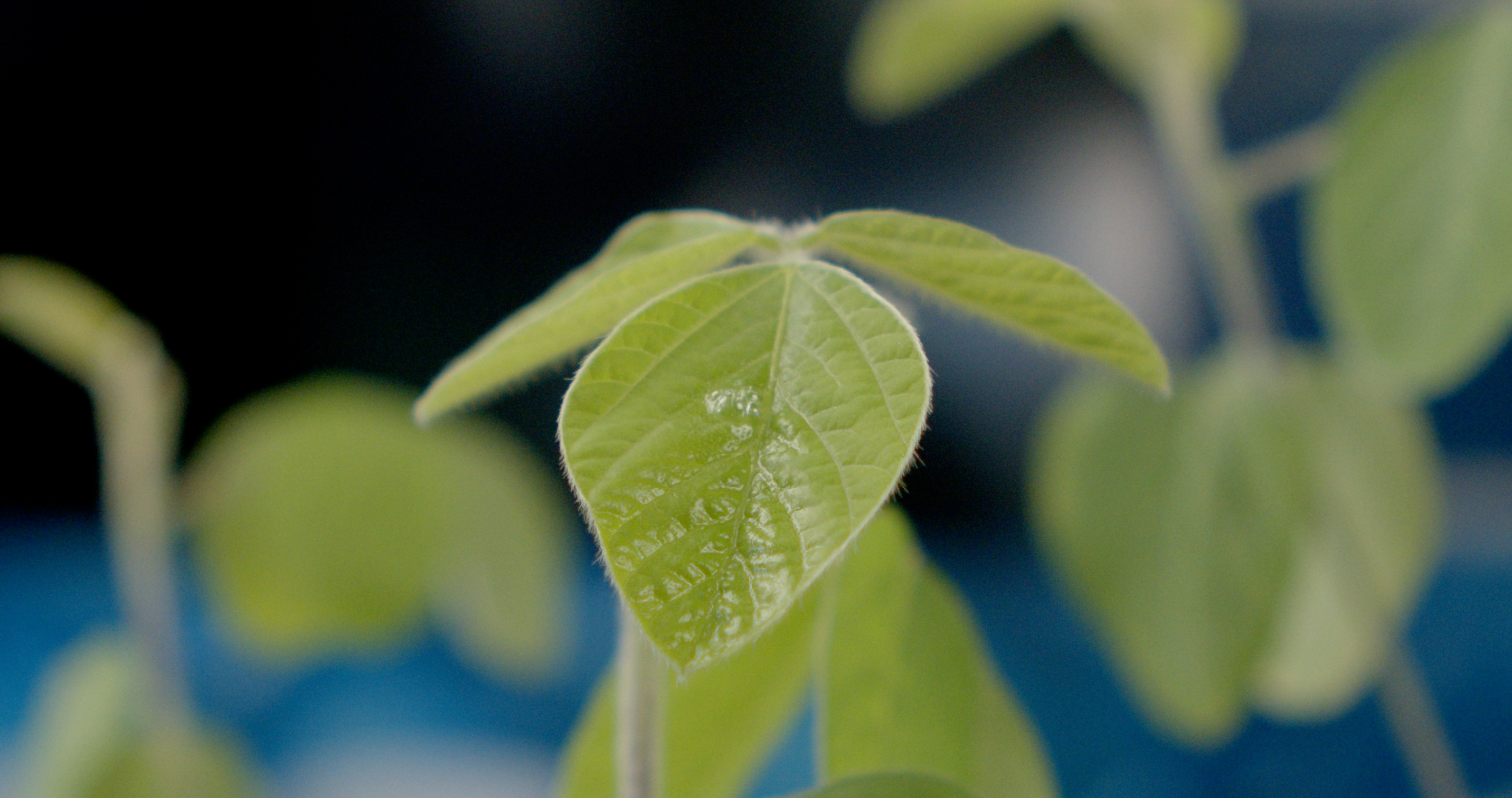 Foto de hoja con gota esparcida